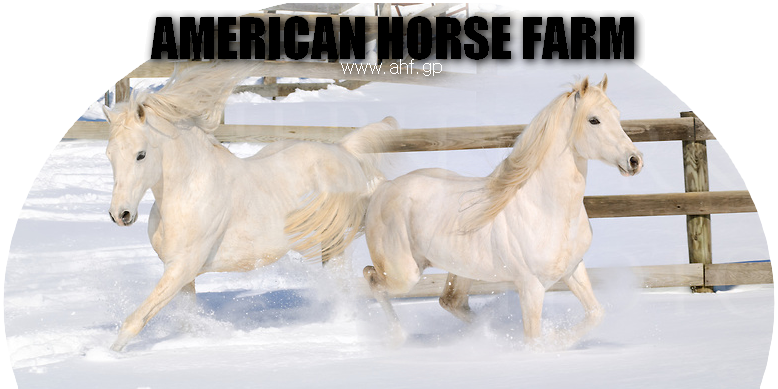 American Horse Farm